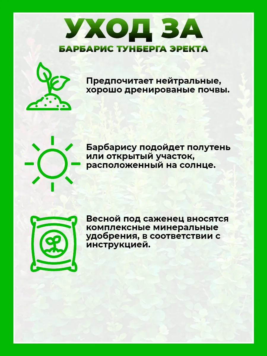 Барбарис Тунберга Эректа