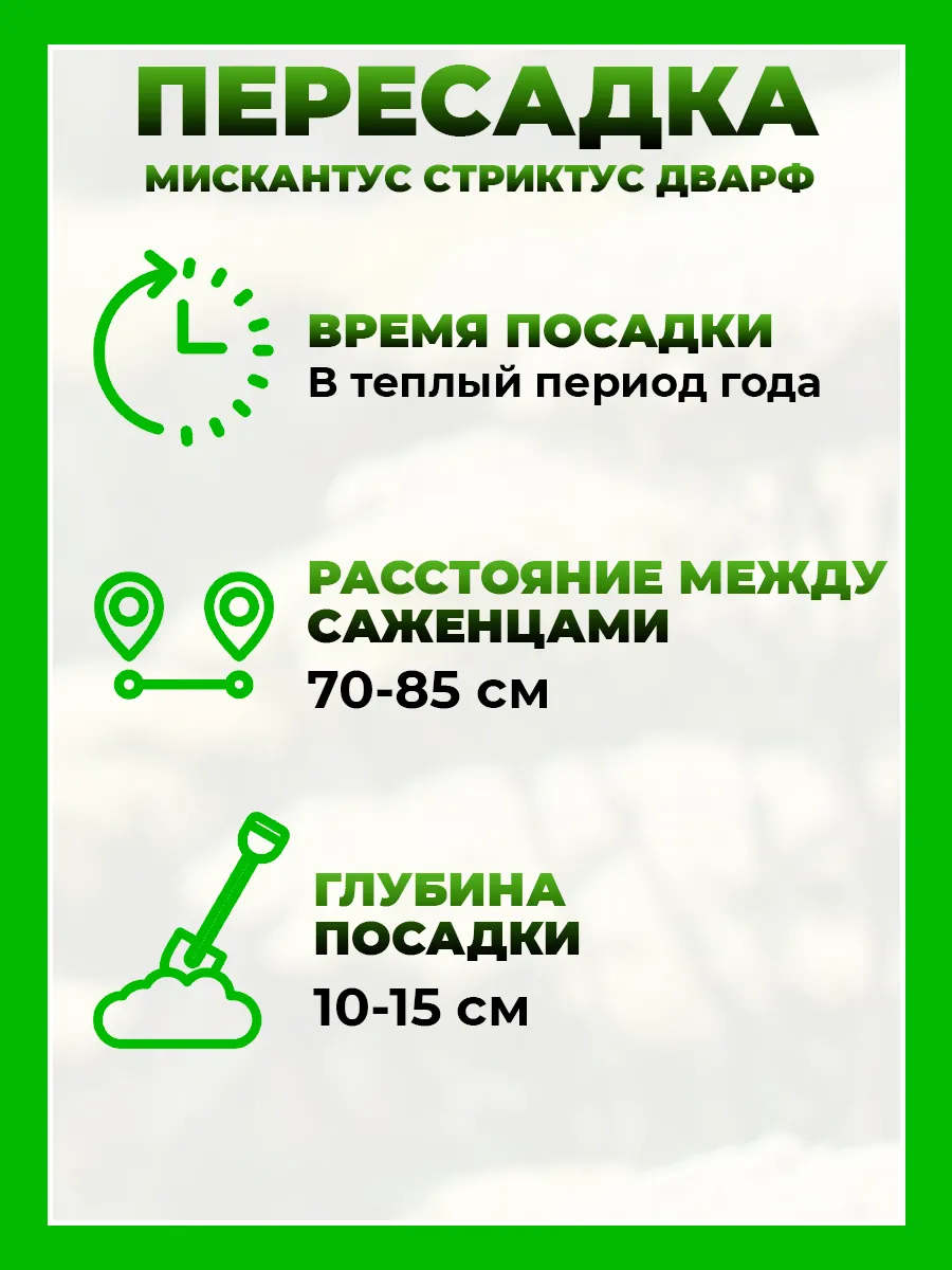 Мискантус китайский Стриктус Дварф