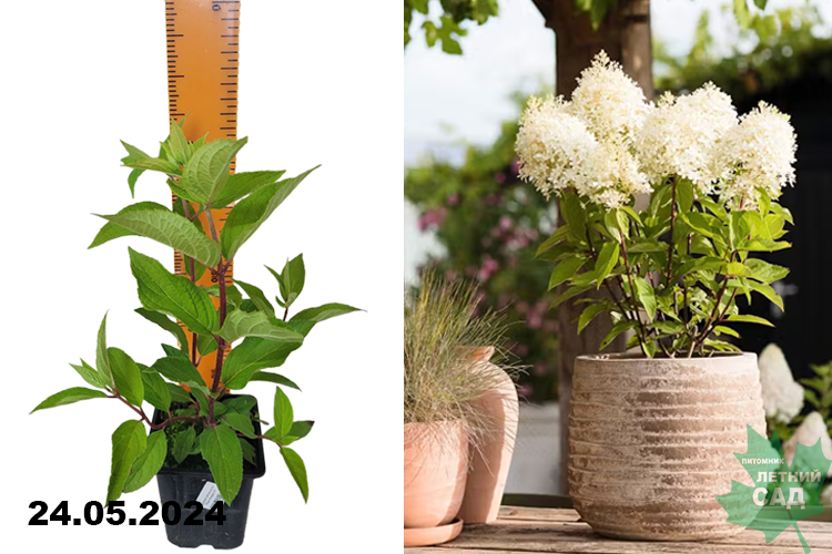 Гортензия метельчатая Роял Фловер (Hydrangea paniculata Royal Flower)