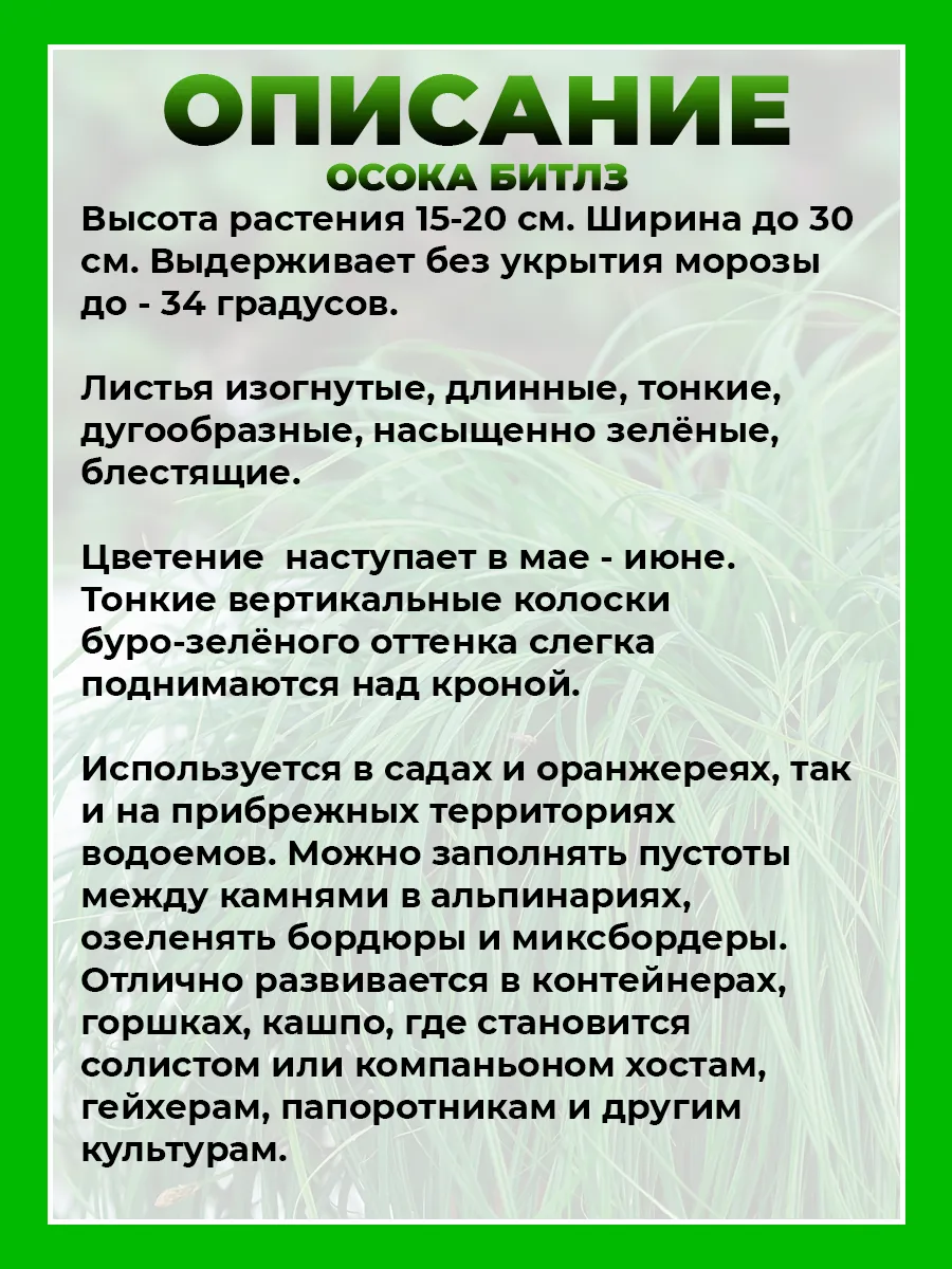 Осока гибридная Битлз