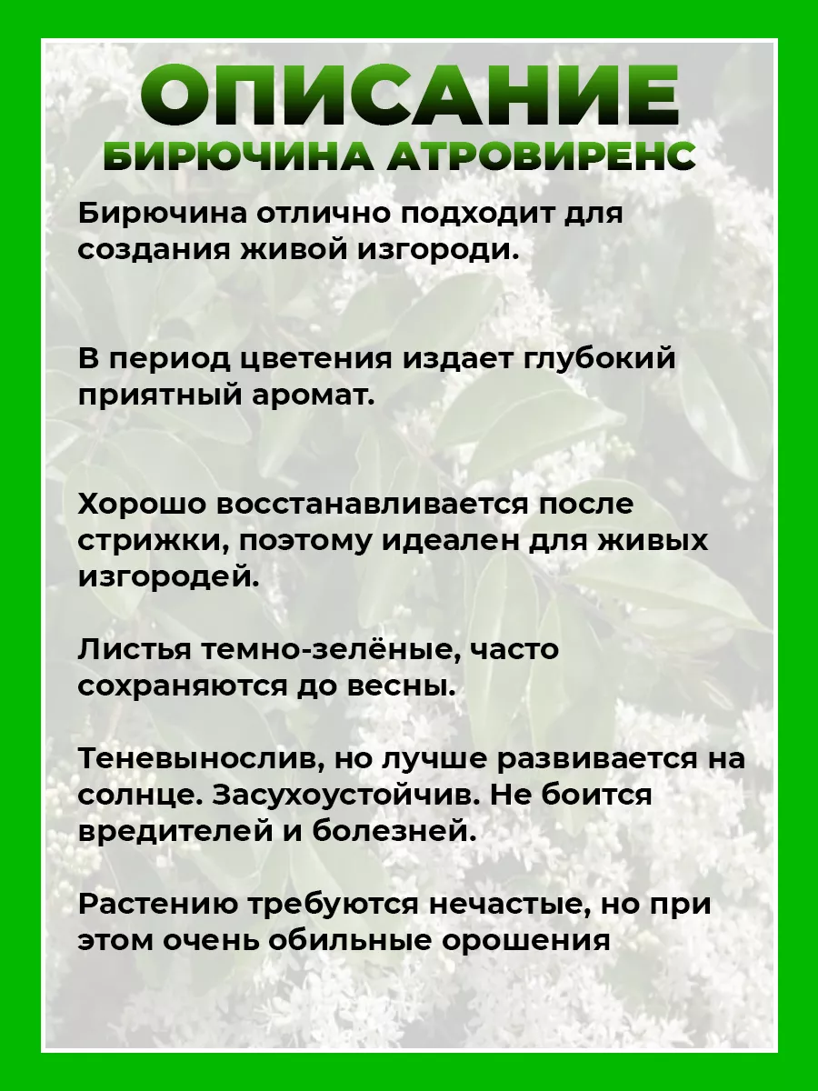 Бирючина обыкновенная Атровиренс