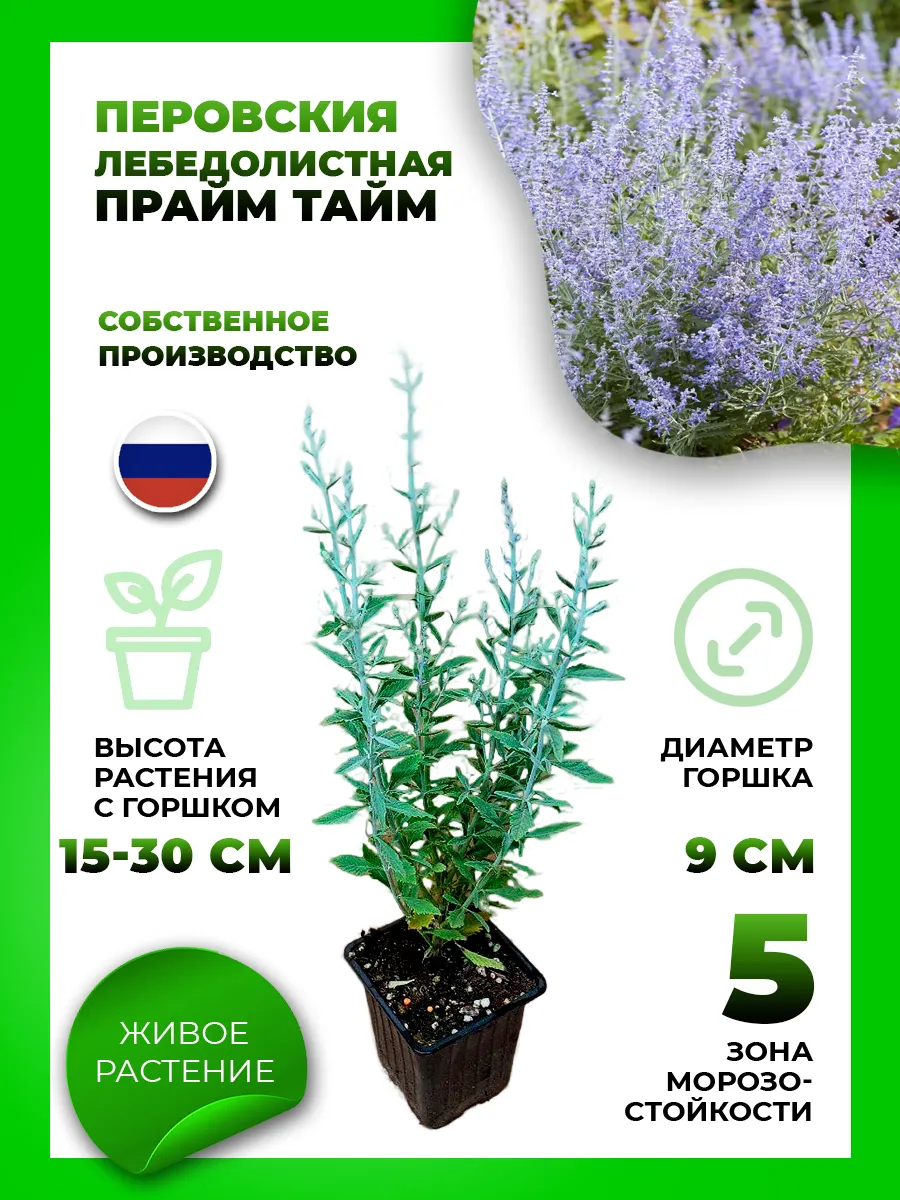Перовския Прайм Тайм
