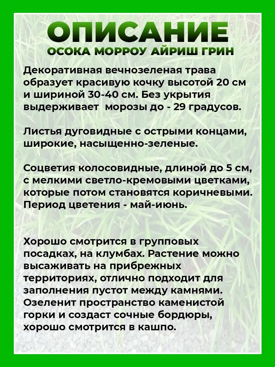 Осока Морроу Айриш Грин