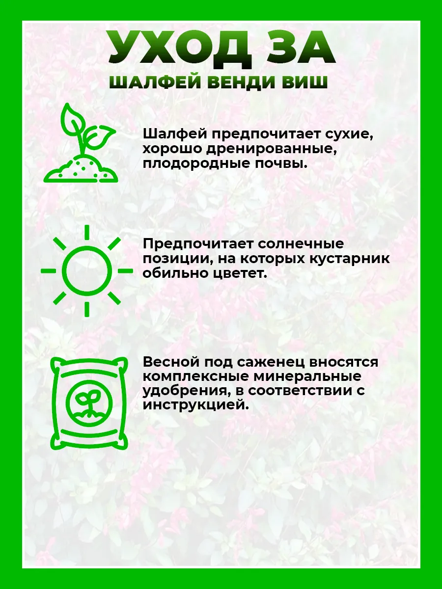 Шалфей гибридный Венди Виш