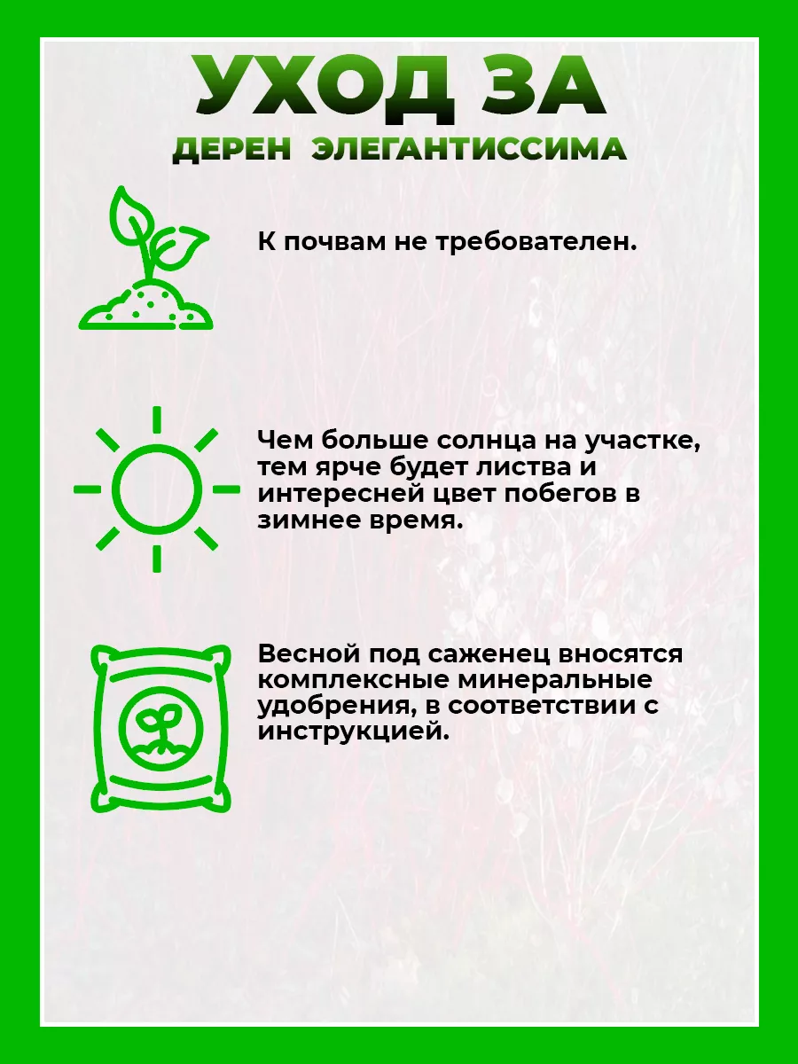 Дерен белый Элегантиссима