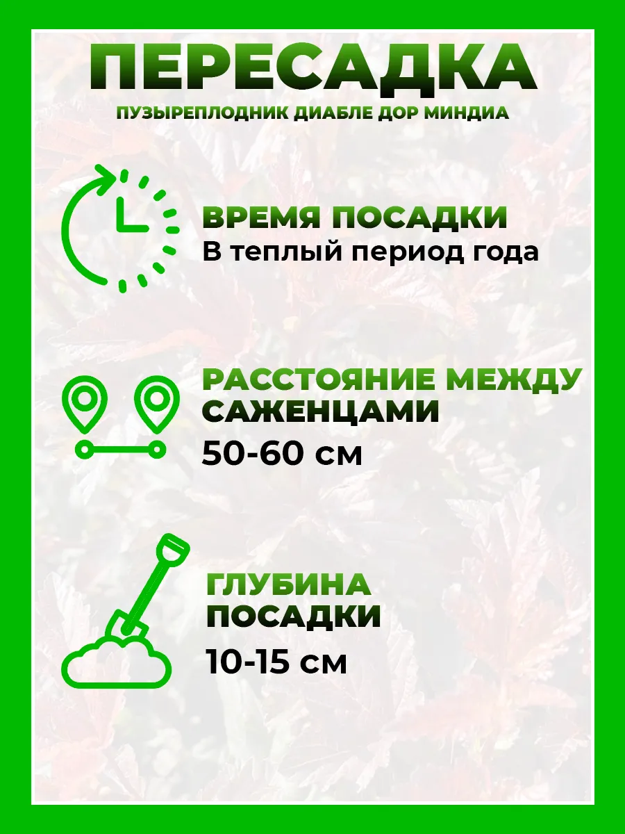 Пузыреплодник калинолистный Диабле ДOр Миндиа