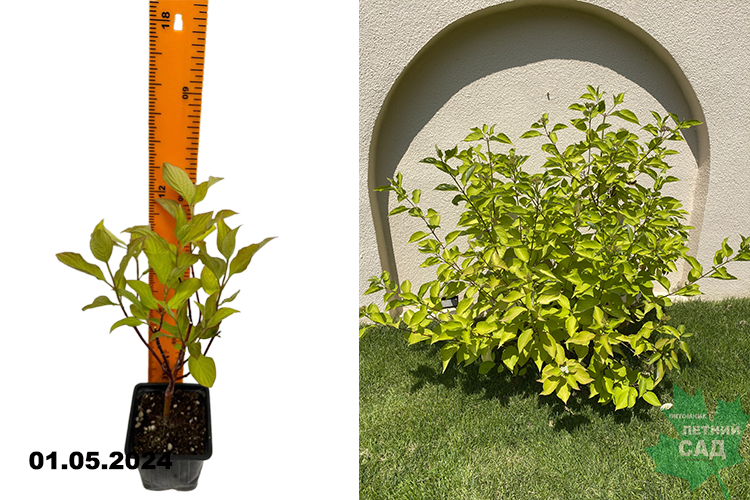 Дерен белый Ауреа (Cornus alba Aurea) Р9