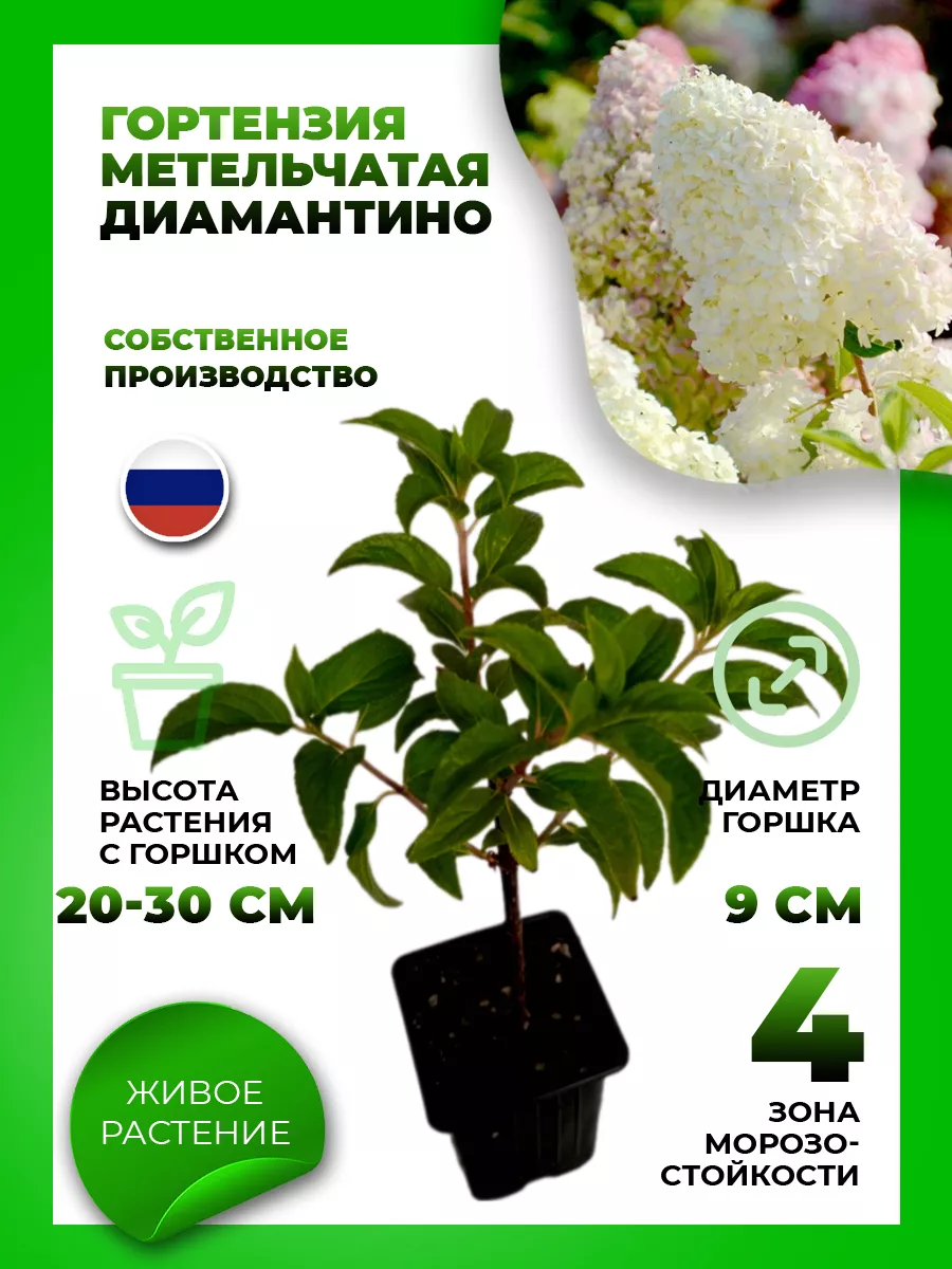 Гортензия метельчатая Диамантино