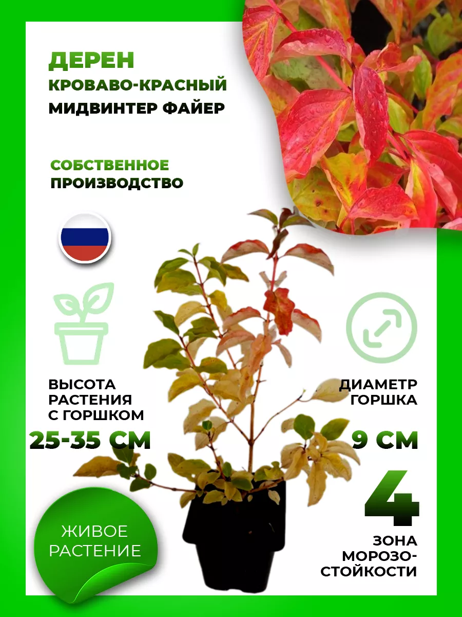 Дерен кроваво-красный Мидвинтер Файер