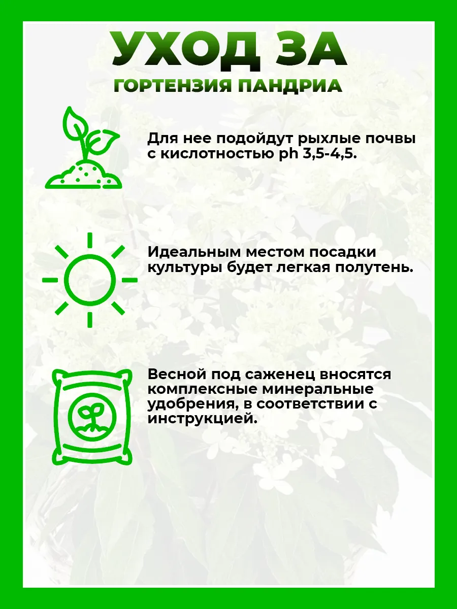 Гортензия метельчатая Пандриа