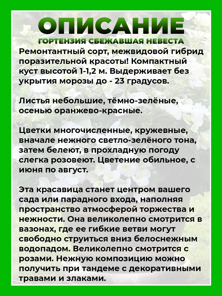 Гортензия крупнолистная Сбежавшая Невеста