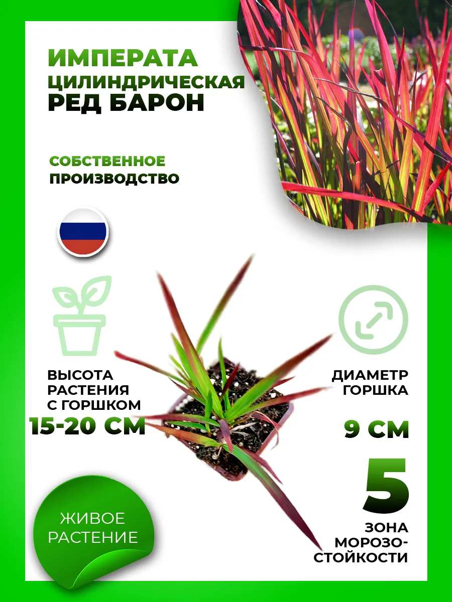 Императа цилиндрическая Ред Барон