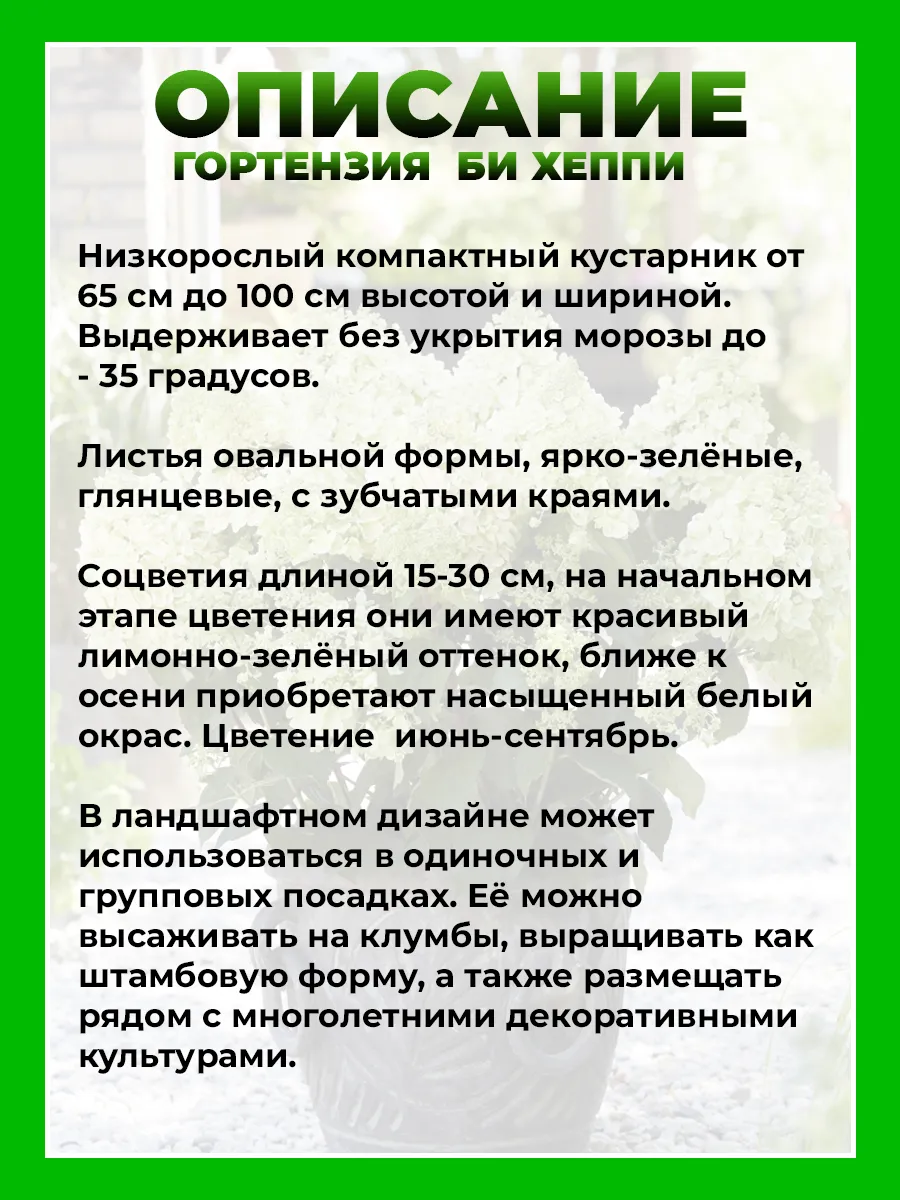 Гортензия метельчатая Би Хэппи