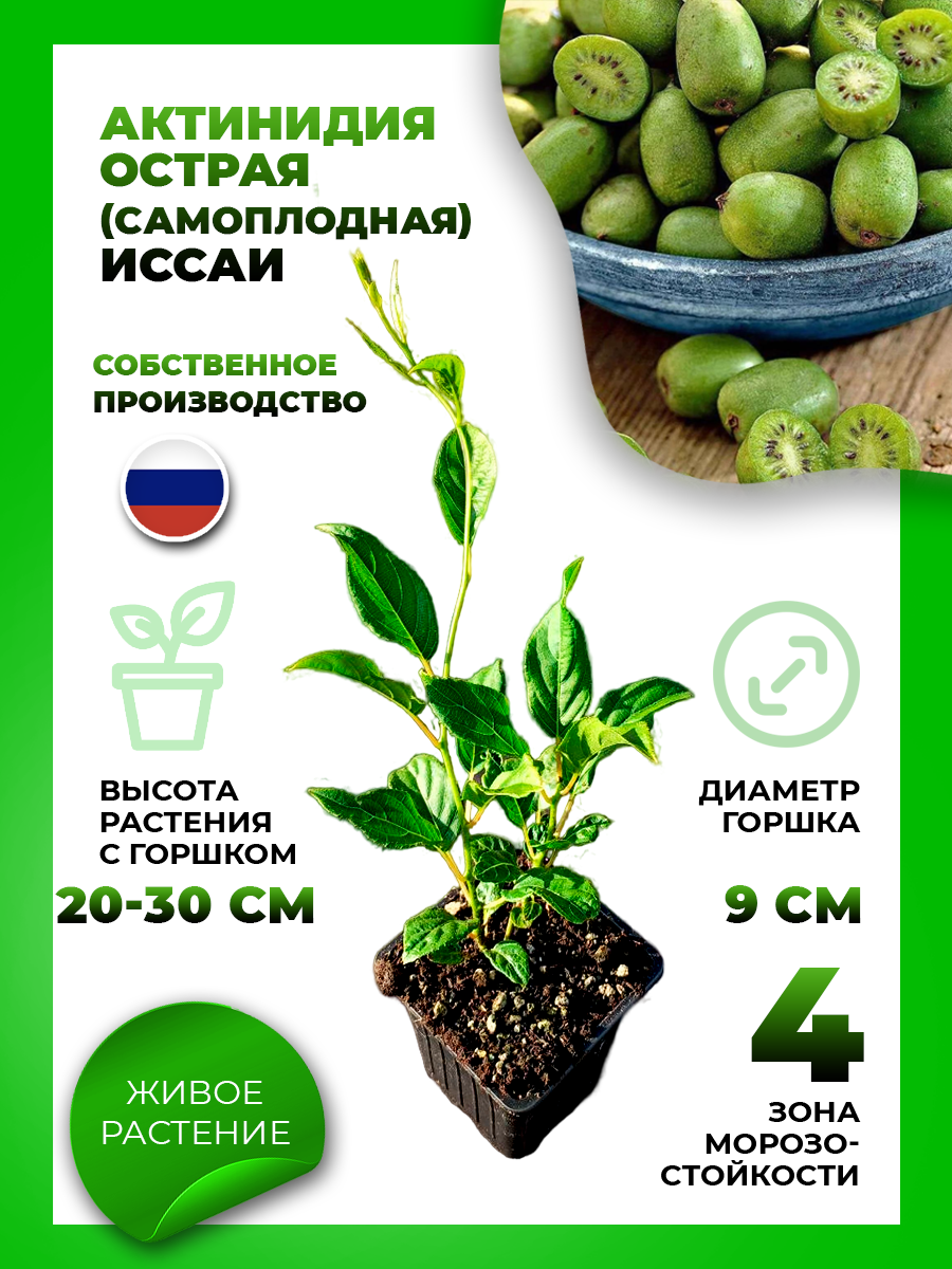 Актинидия острая Иссаи