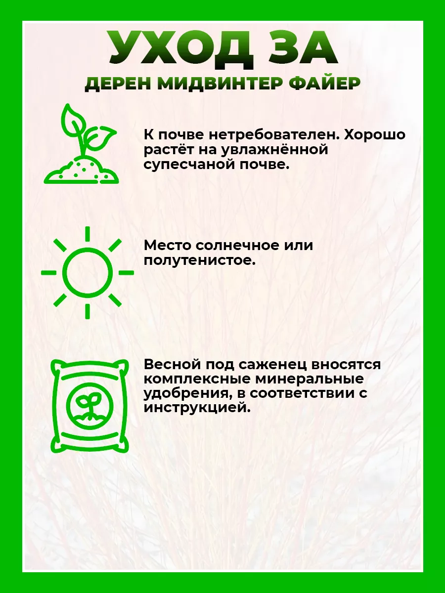 Дерен кроваво-красный Мидвинтер Файер