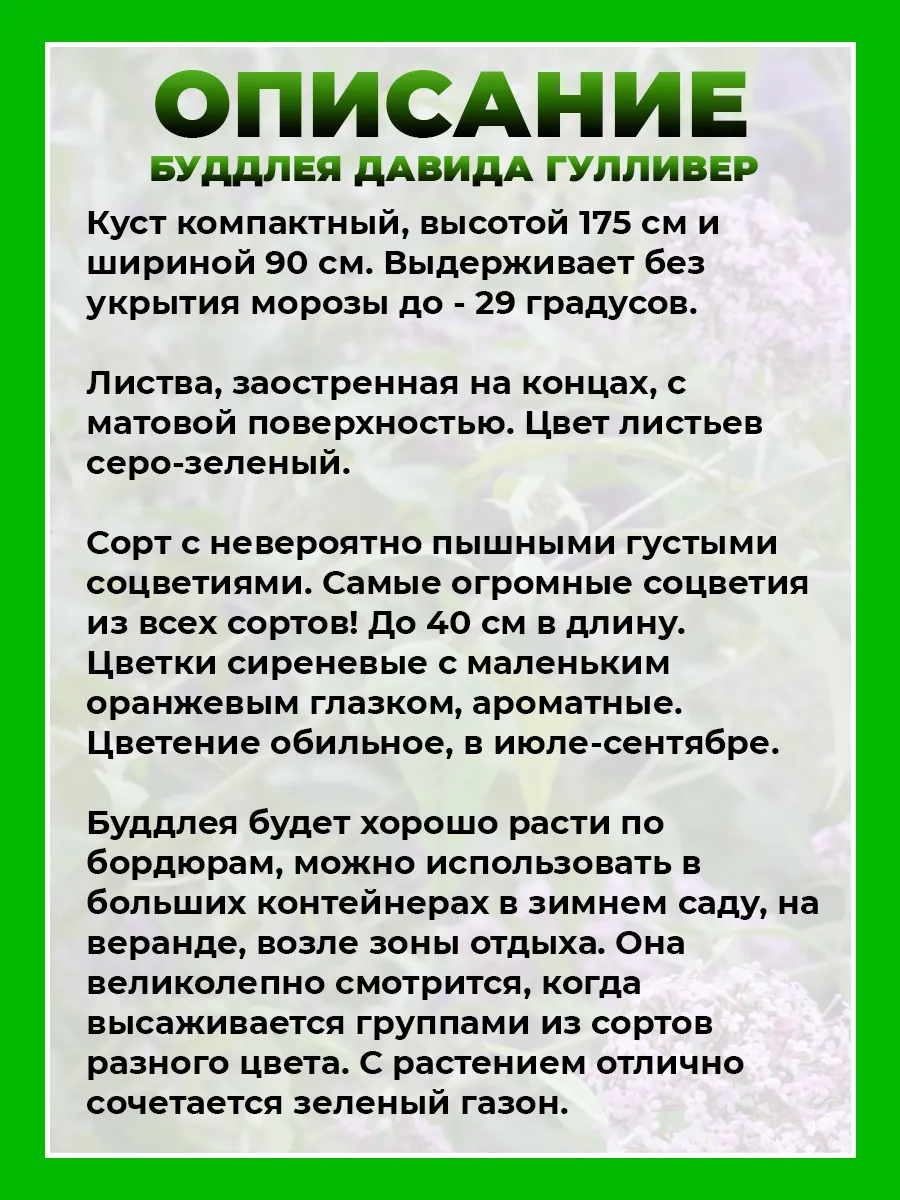 Буддлея Давида Гулливер