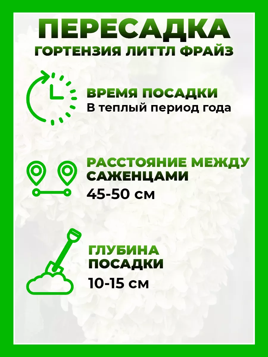Гортензия метельчатая Литтл Фрайз