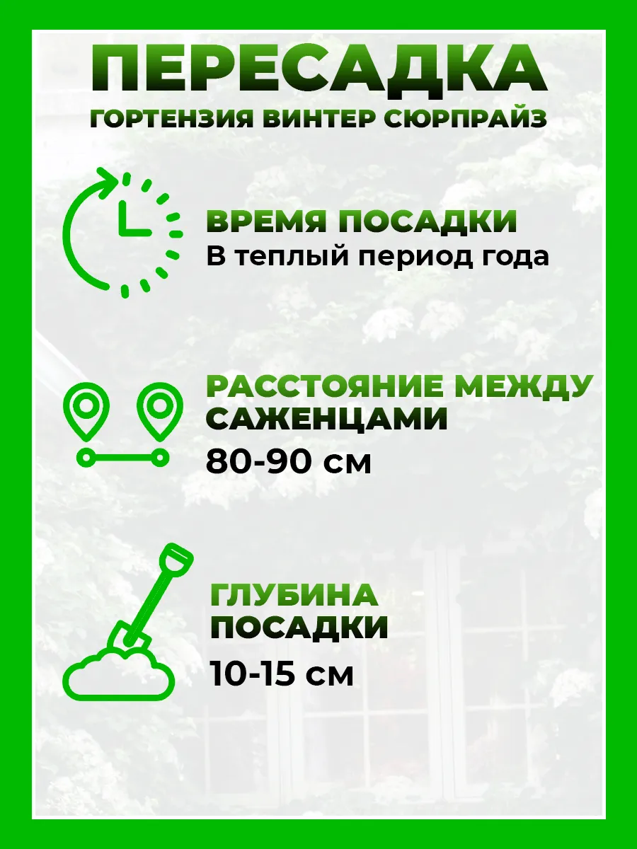 Гортензия плетистая Винтер Сюрпрайз