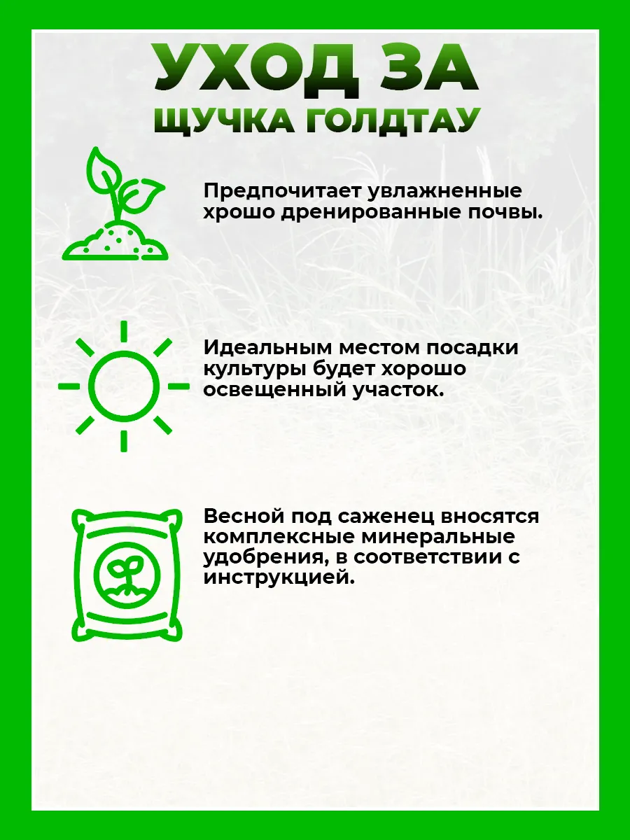 Щучка дернистая Голдтау