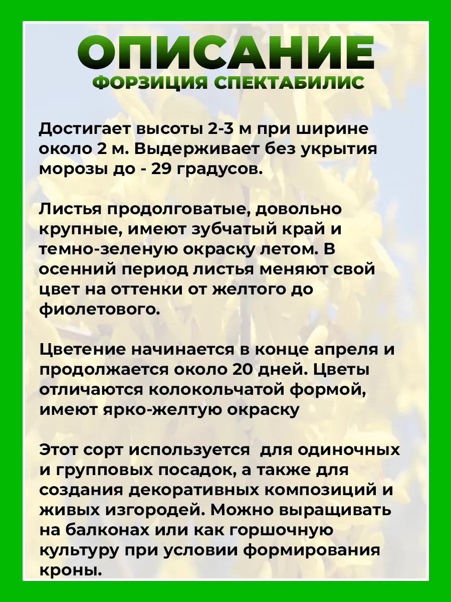 Форзиция промежуточная Спектабилис