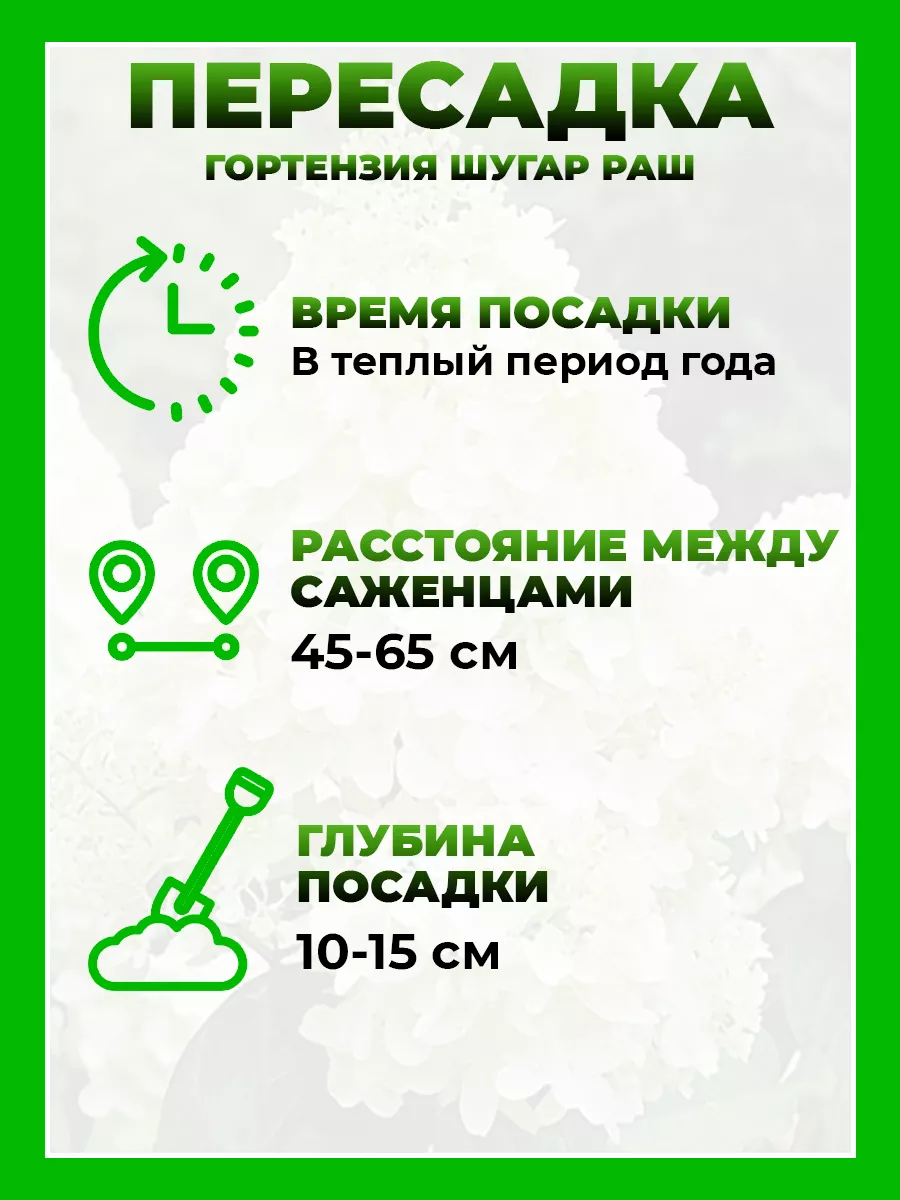 Гортензия метельчатая Шугар Раш