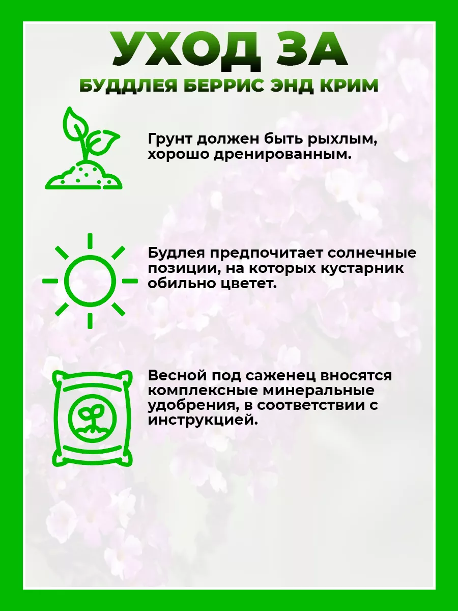 Буддлея Давида Беррис энд Крим