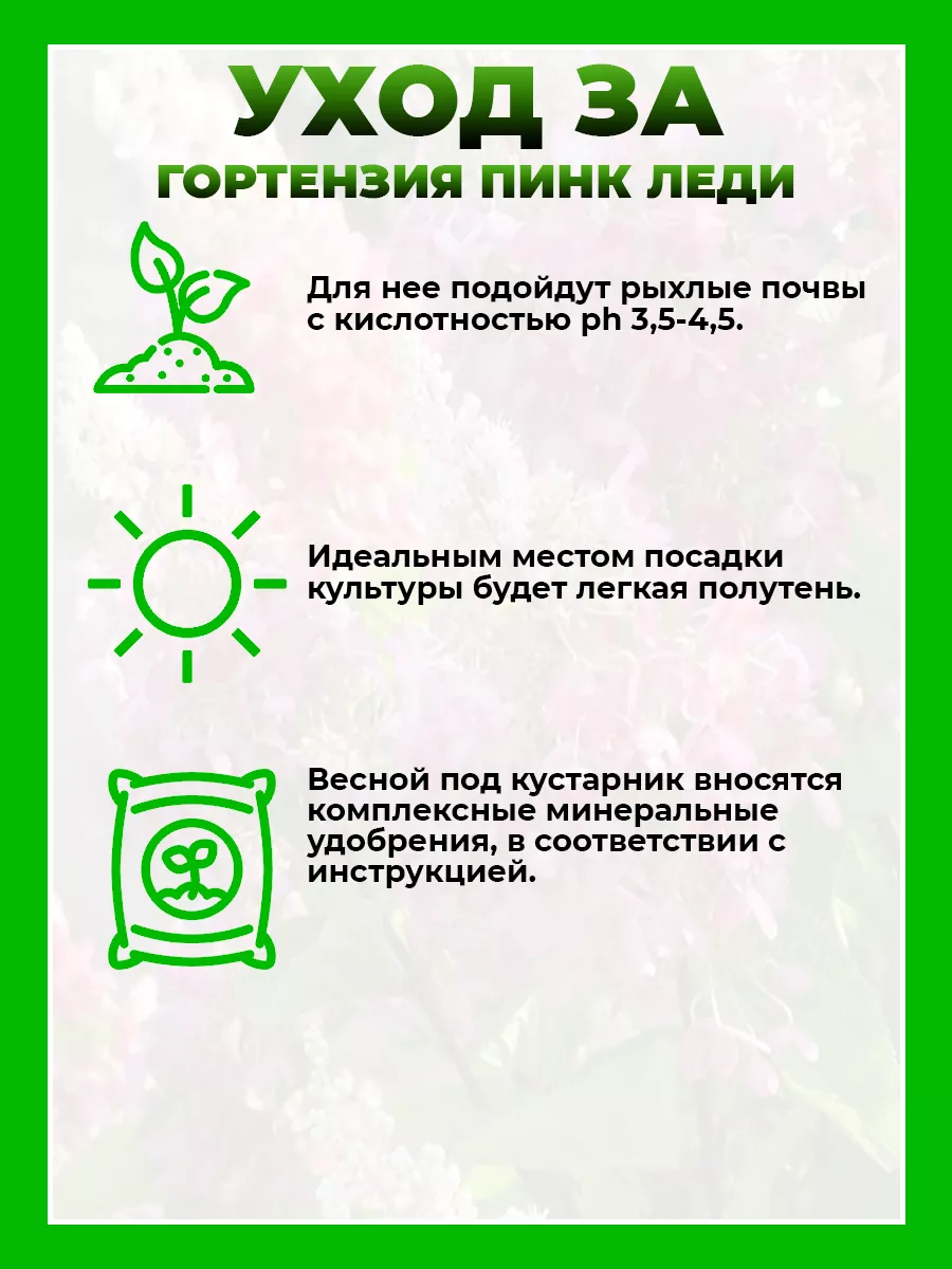 Гортензия метельчатая Пинк Леди