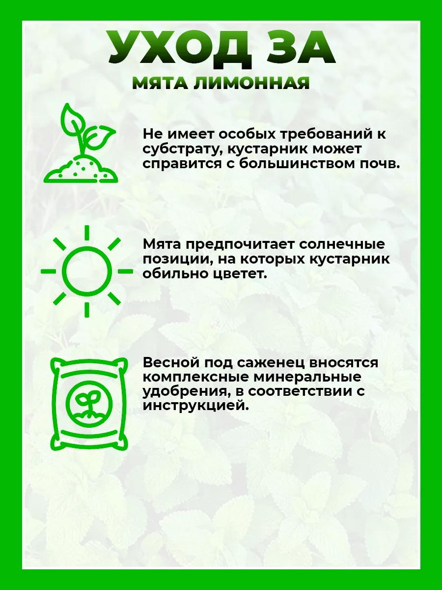 Мята Лимонная