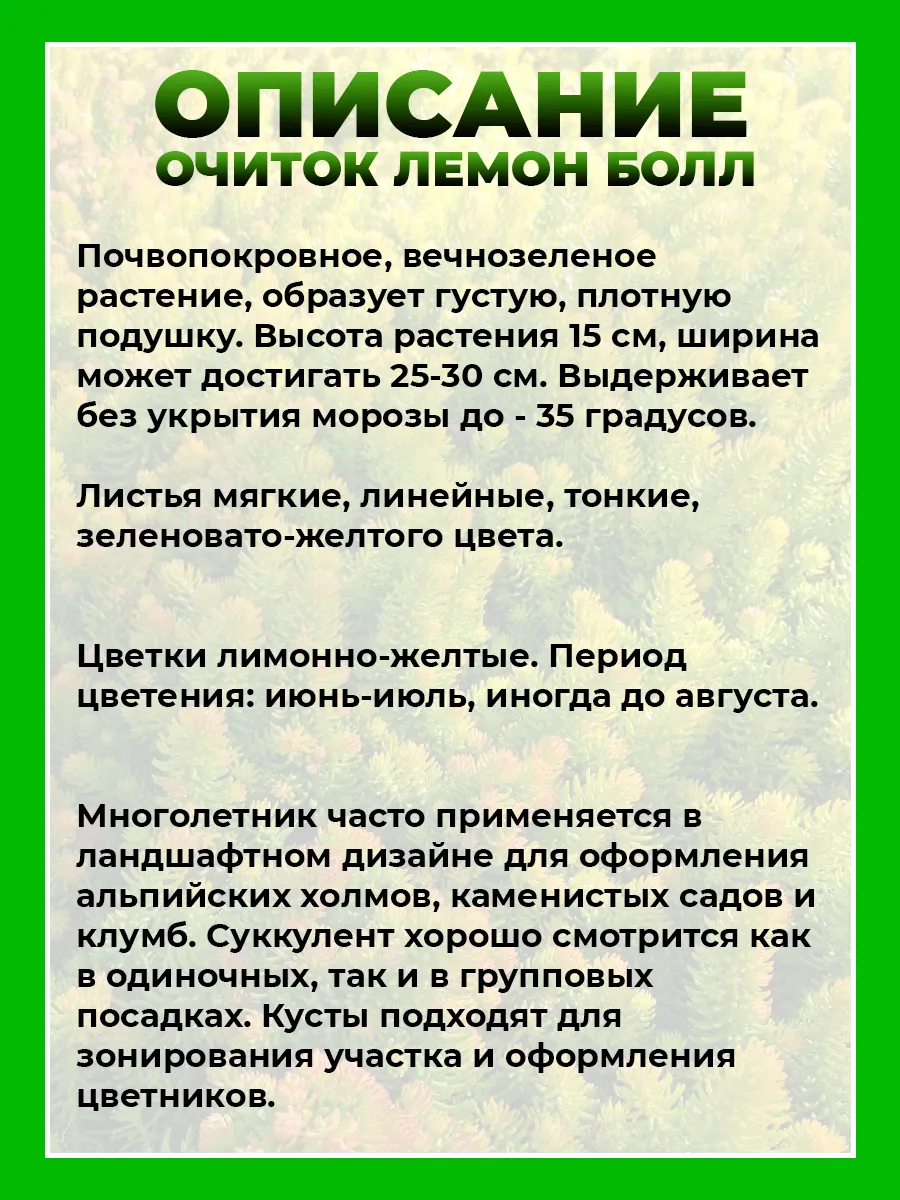 Очиток отогнутый Лемон Болл