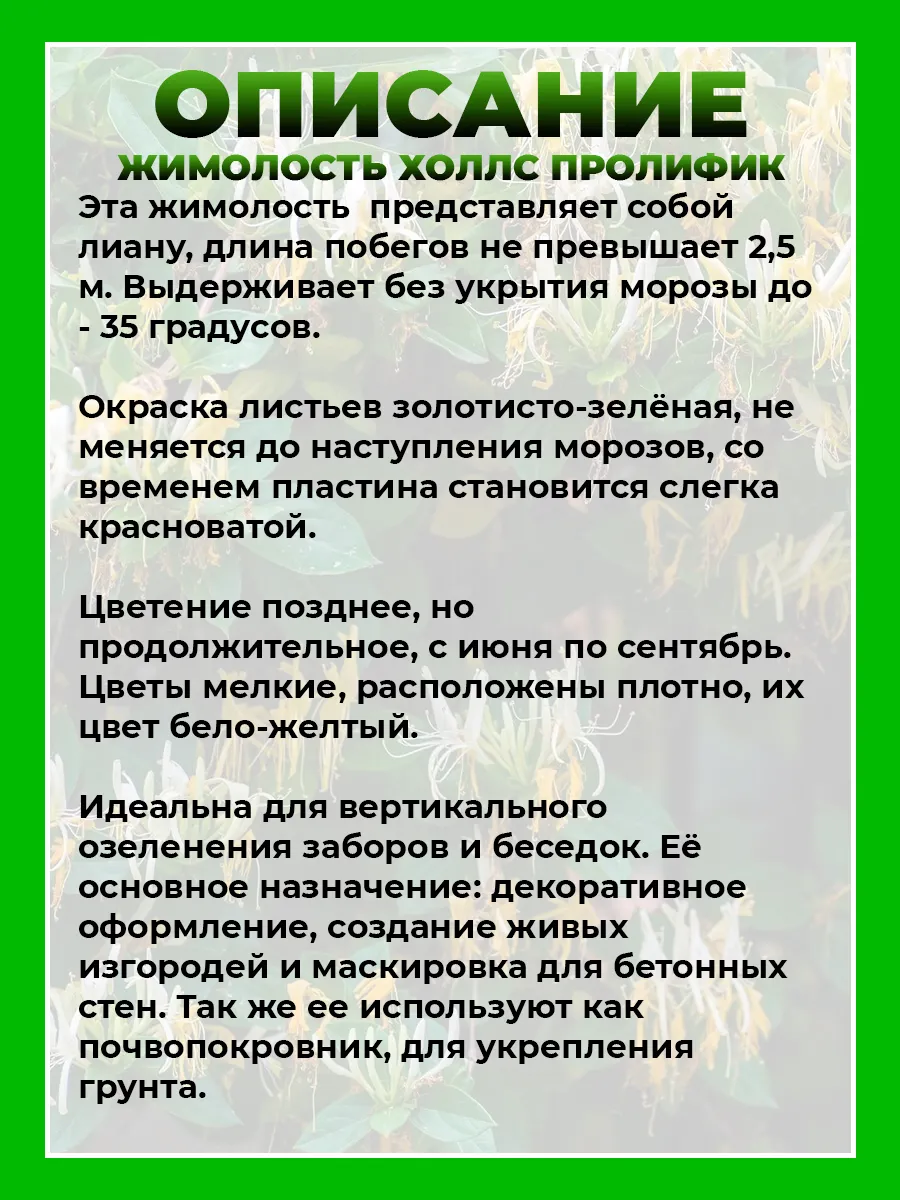 Жимолость японская Холлс Пролифик