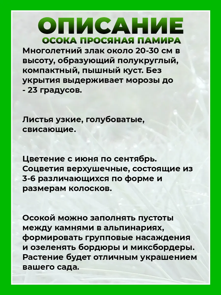 Осока просяная Памира