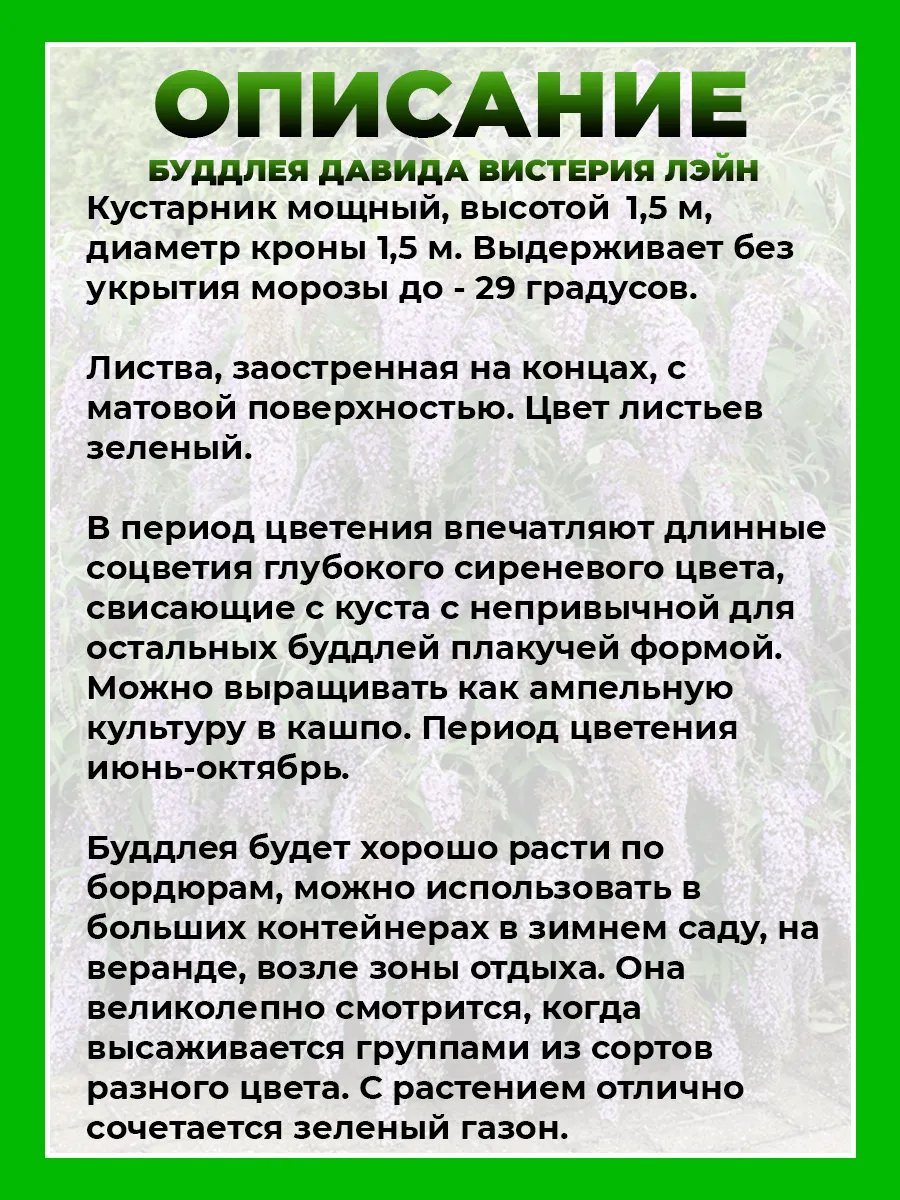 Буддлея Давида Вистерия Лэйн