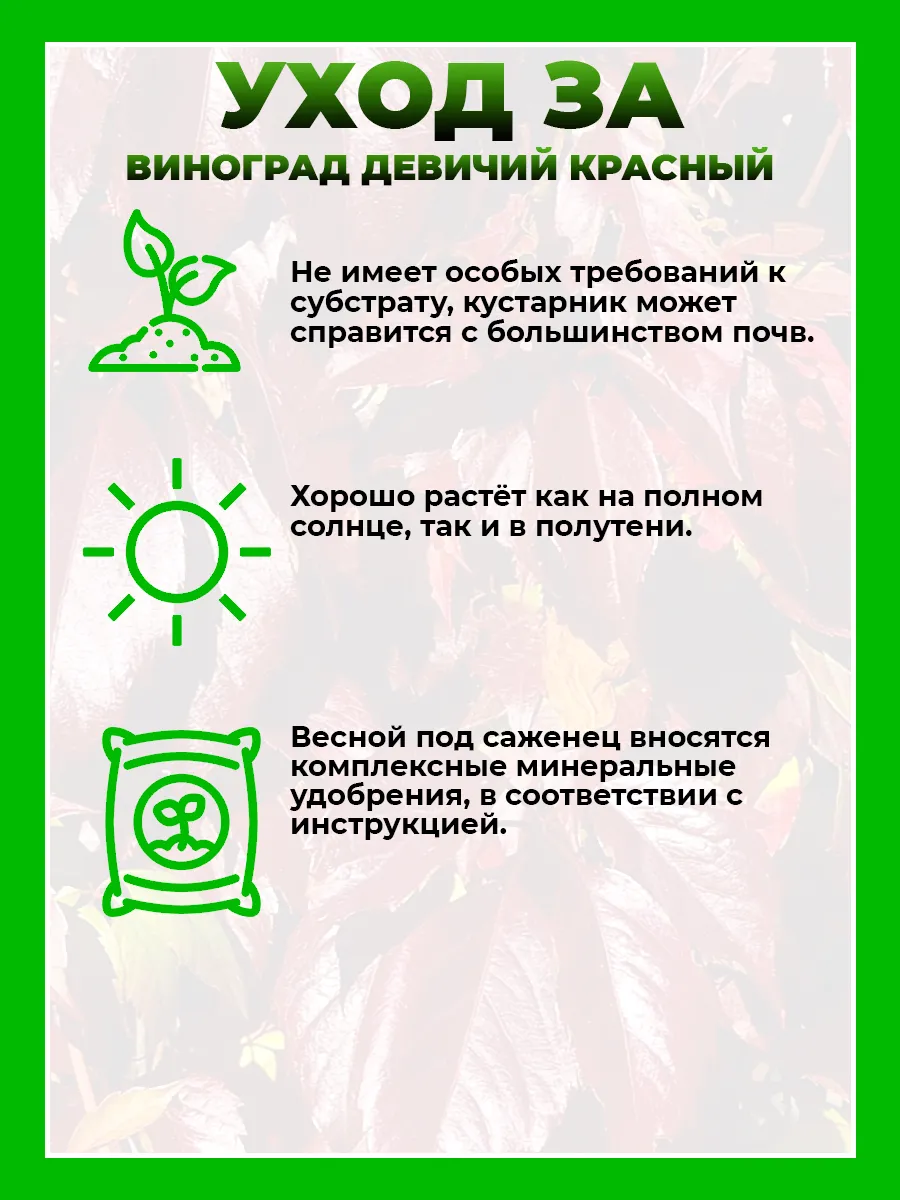 Девичий виноград пятилисточковый красный