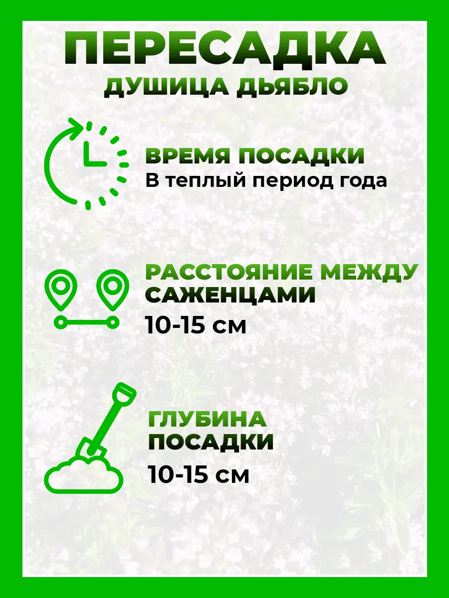 Душица обыкновенная Дьябло