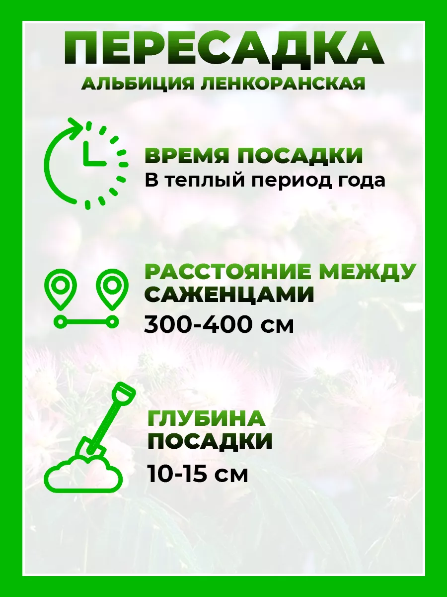 Альбиция ленкоранская