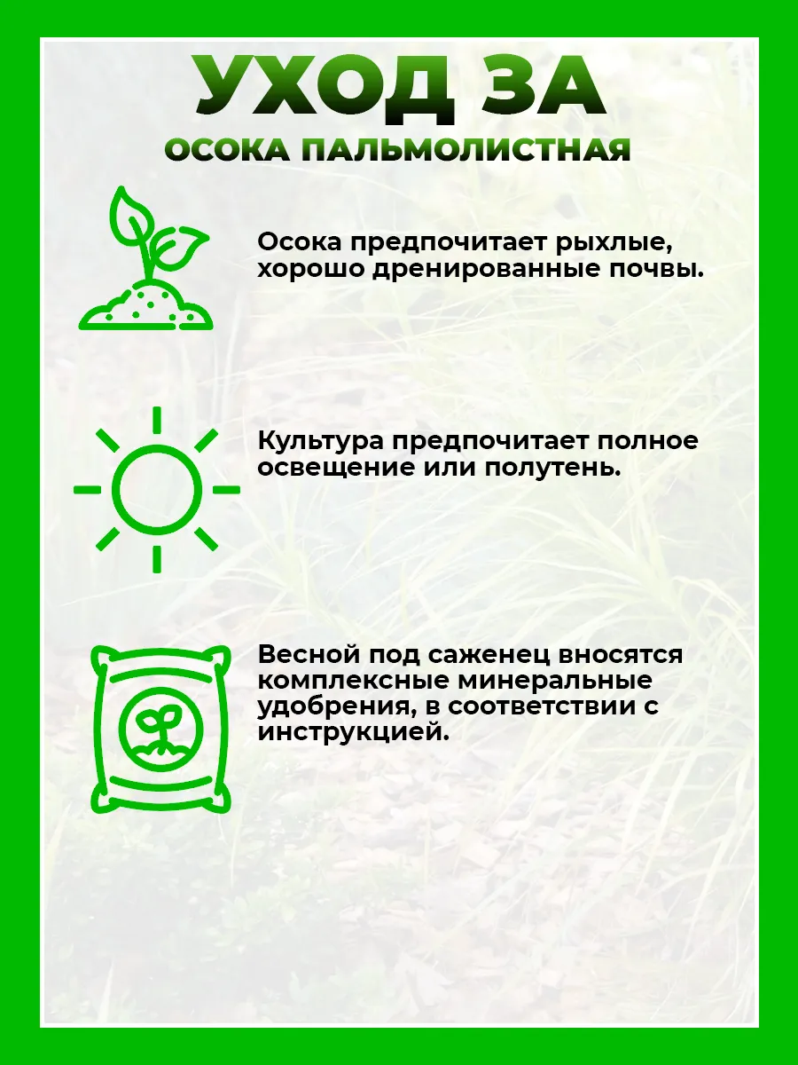 Осока пальмолистная