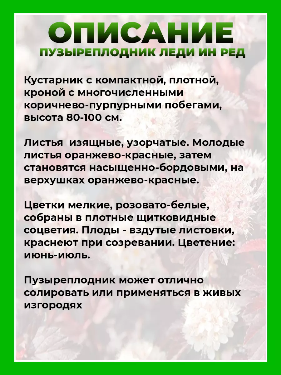 Пузыреплодник калинолистный Леди ин Ред