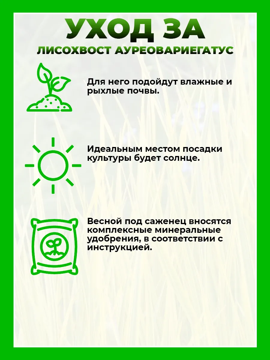 Лисохвост луговой Ауреовариегатус