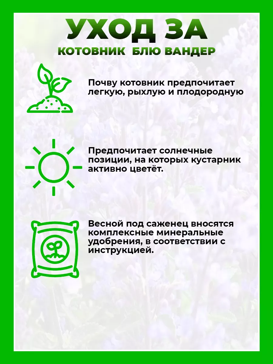Котовник Фассена Блю Вандер