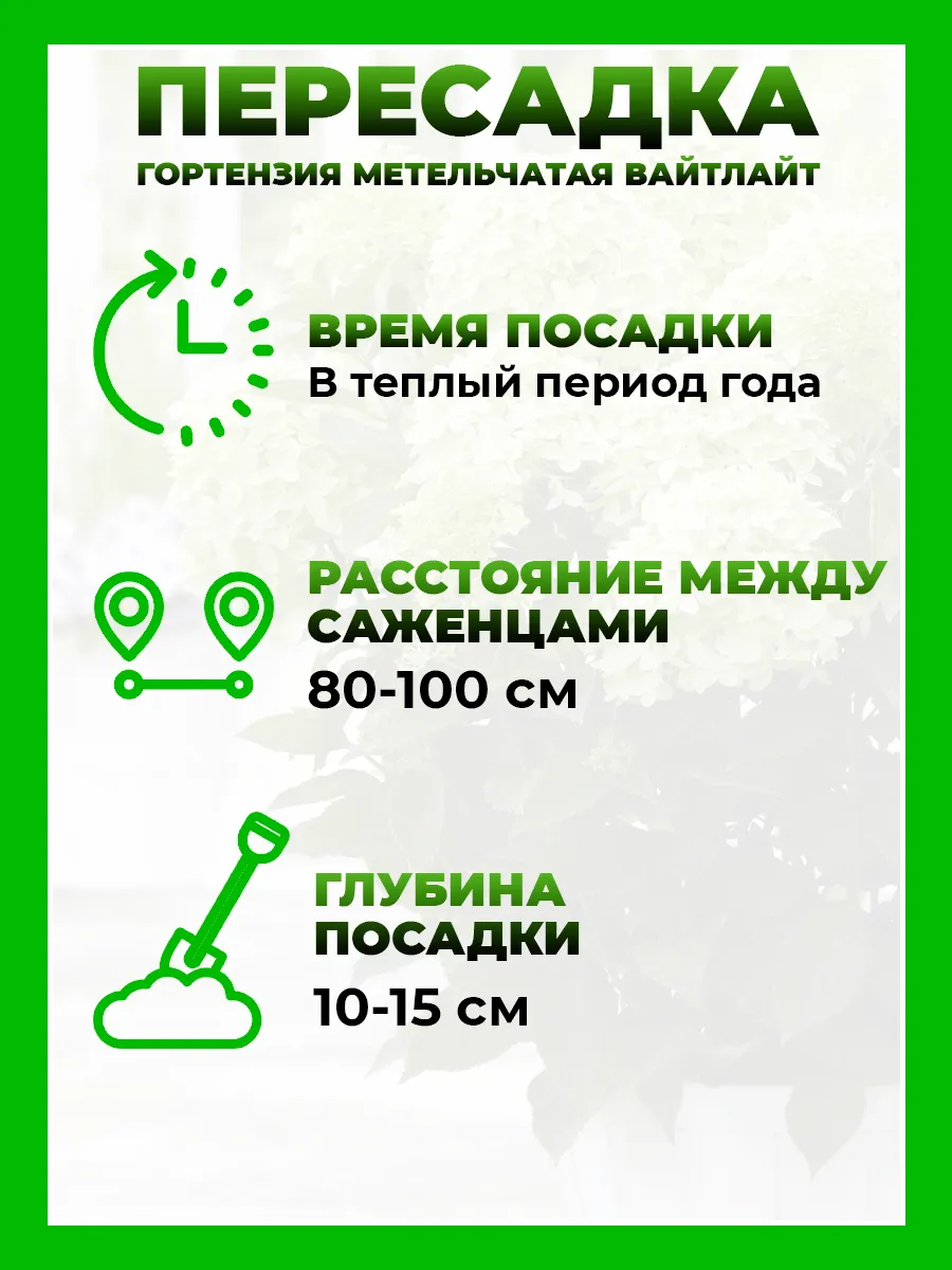 Гортензия метельчатая Гарденлайт Вайтлайт
