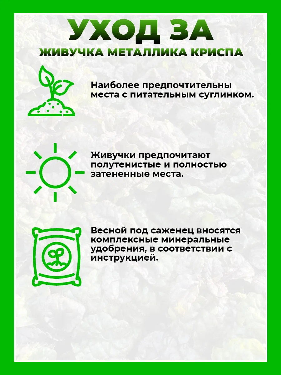Живучка пирамидальная Металлика Криспа