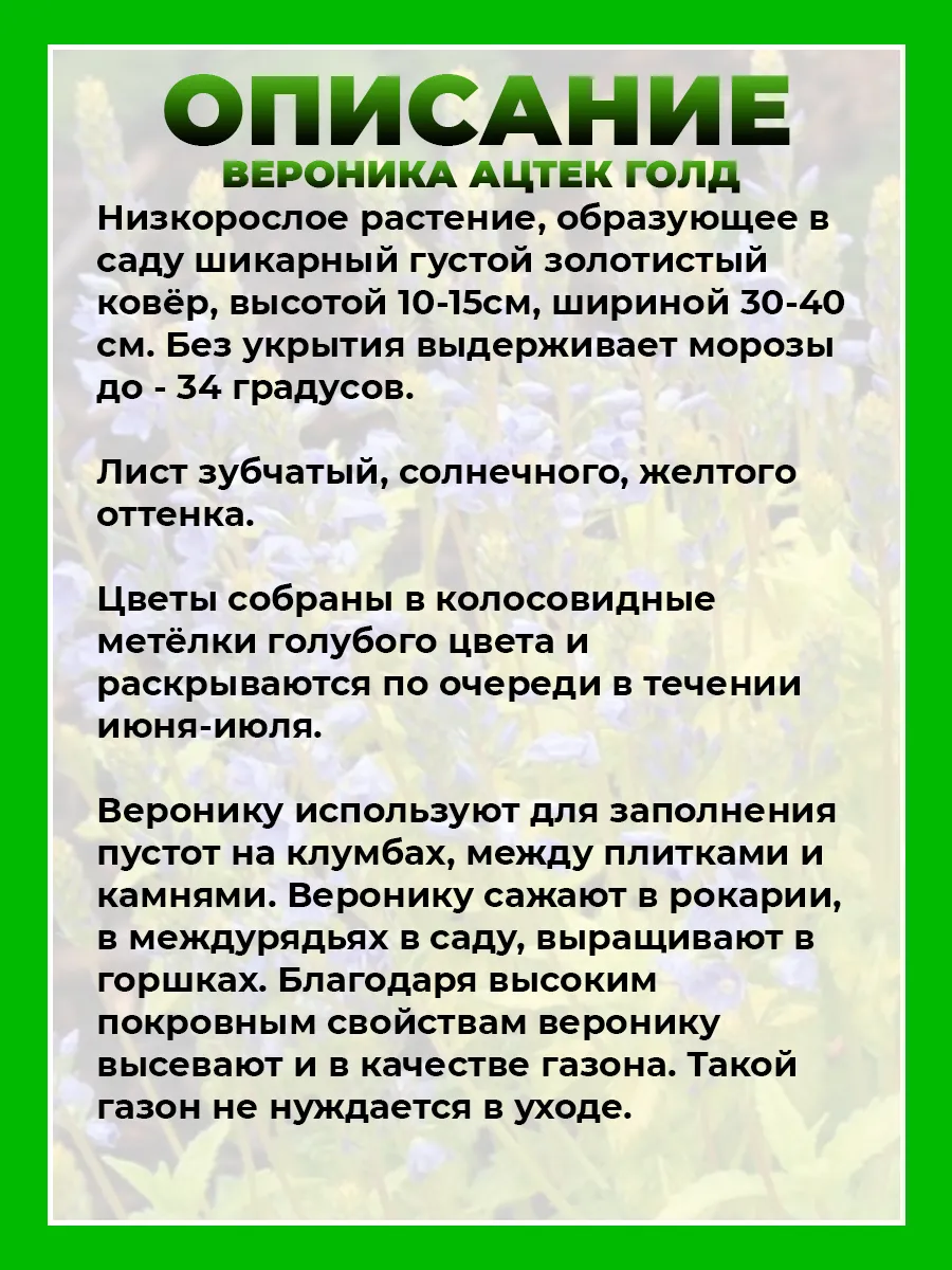 Вероника простертая Ацтек Голд