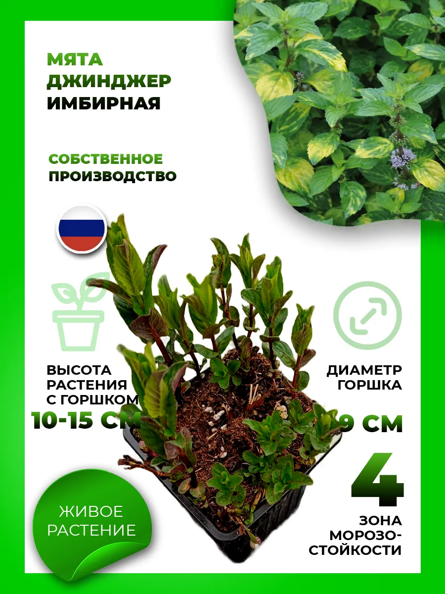 Мята Джинджер (имбирная)