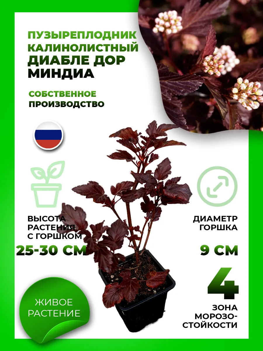 Пузыреплодник калинолистный Диабле ДOр Миндиа