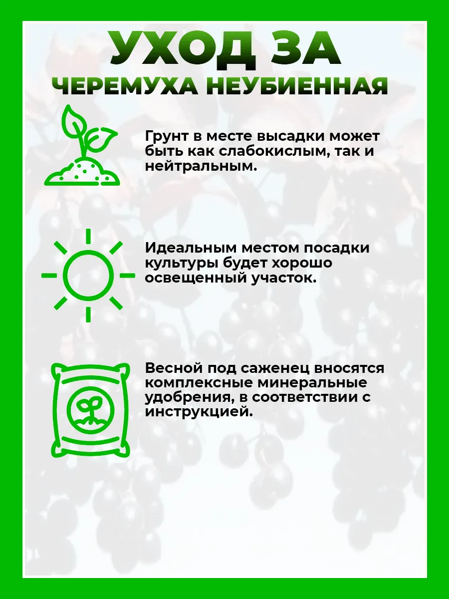 Черемуха Неубиенная