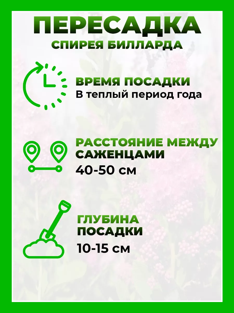 Спирея Билларда