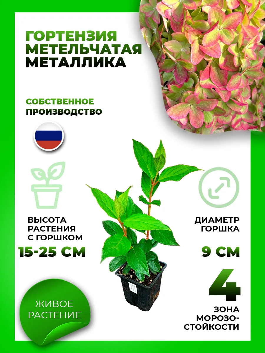 Гортензия метельчатая Металлика