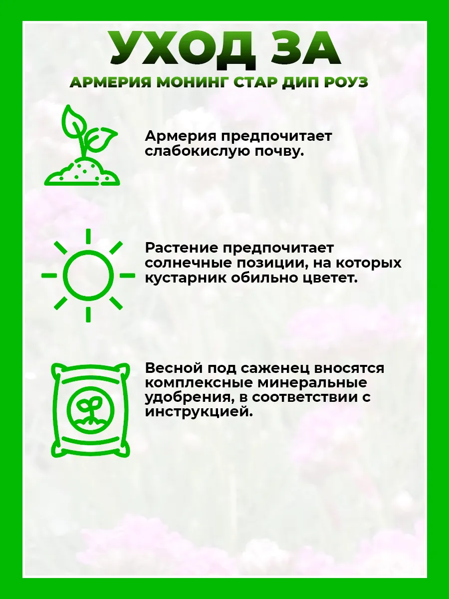 Армерия Монинг Стар Дип Роуз