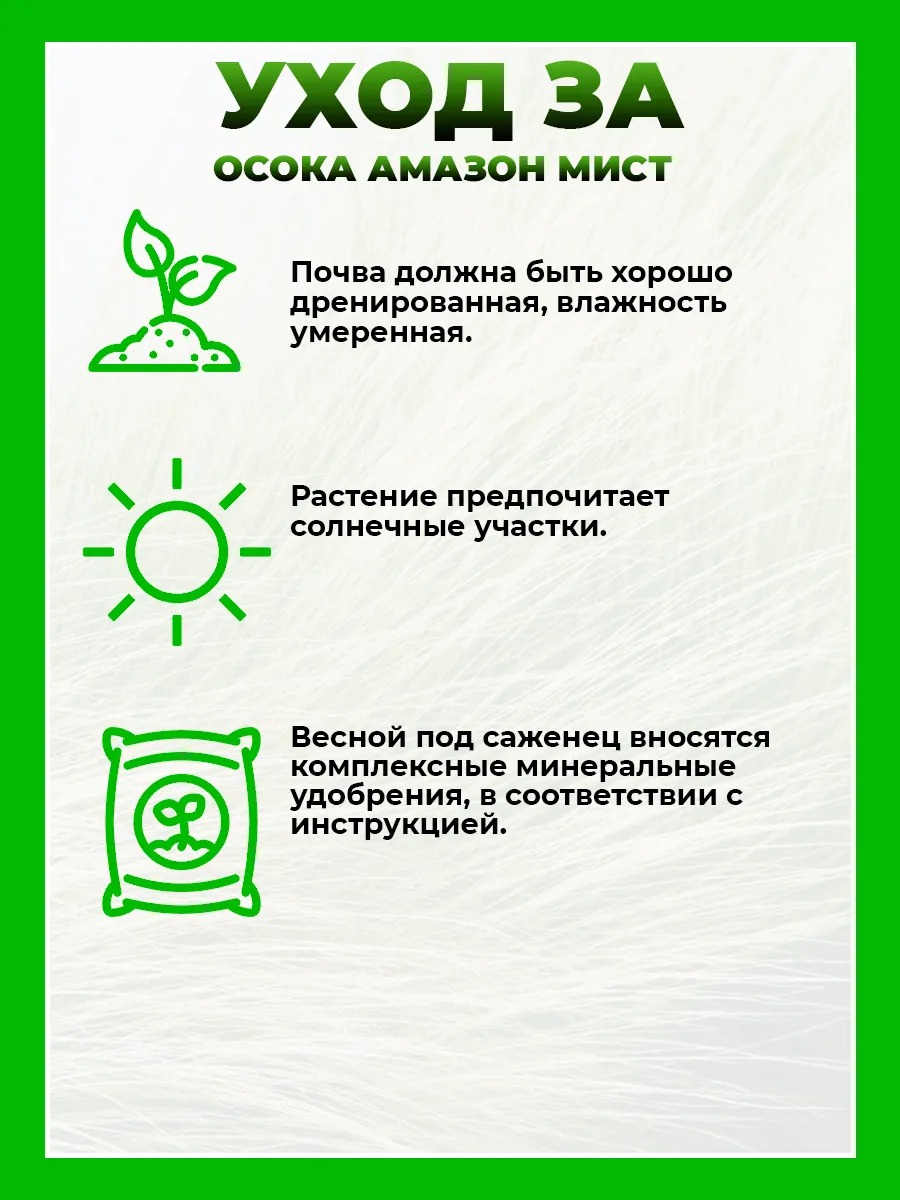 Осока власовидная Амазон Мист