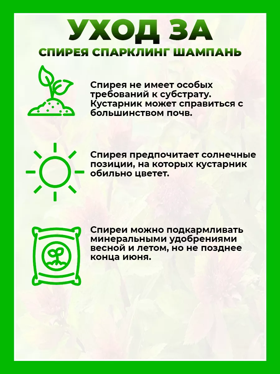 Спирея японская Спарклинг Шампань